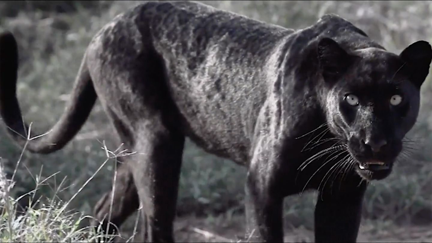 Deutschem Naturfotograf gelingt seltene Aufnahme von schwarzem Leoparden