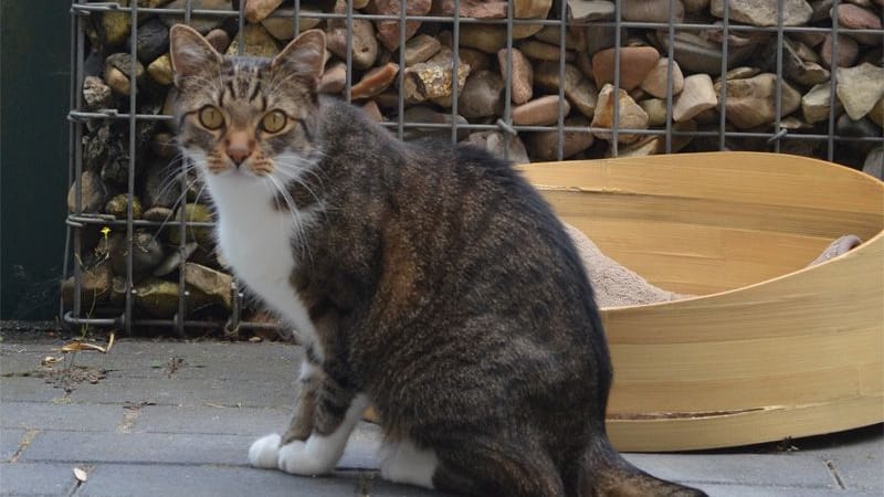 Liam wurde im März 2018 geboren. Etwa fünf Jahre später zog er ins Tierheim Hannover.