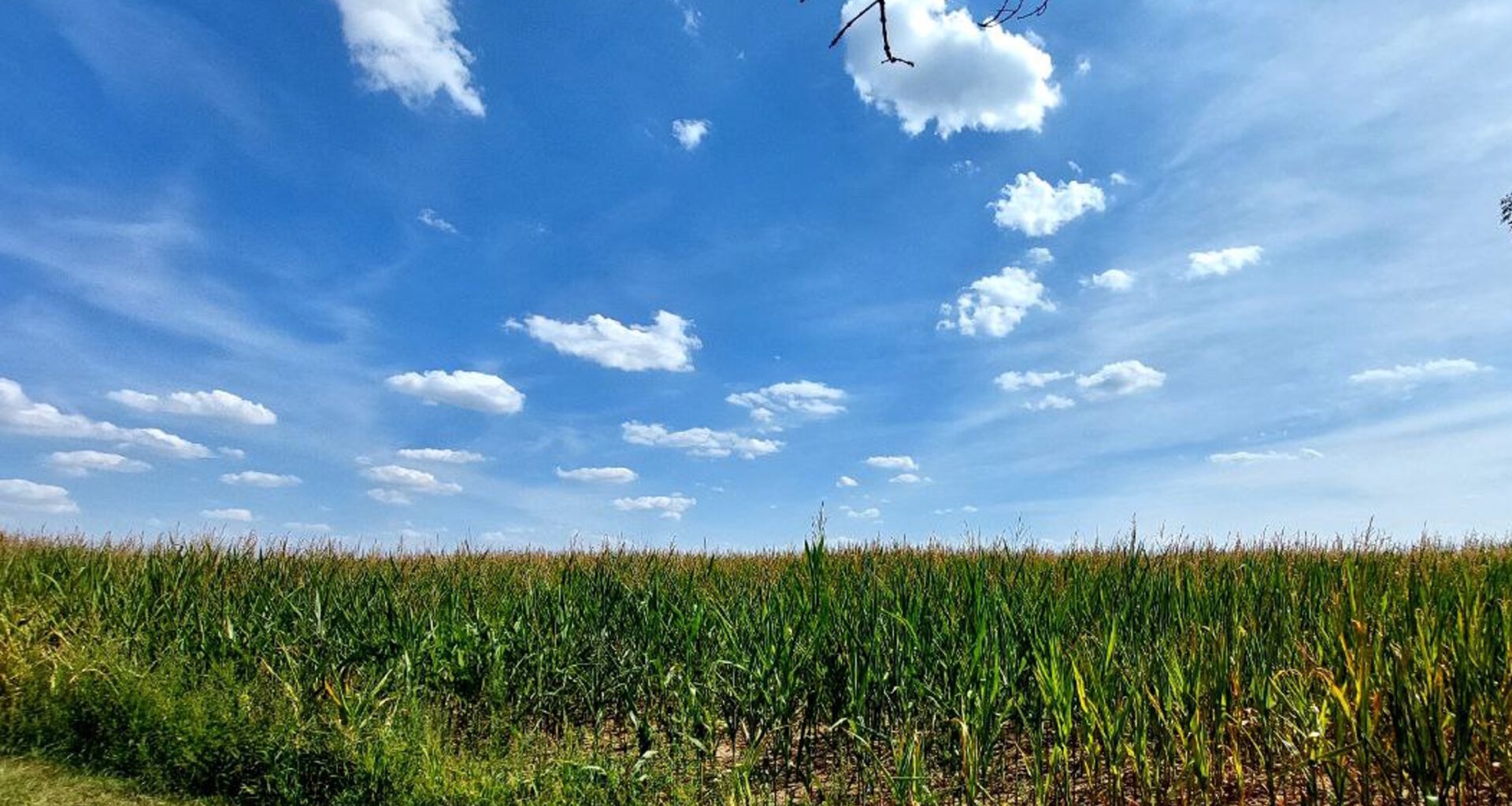 Nutzung von Wasserstoff und Biomasse · Leipziger Zeitung