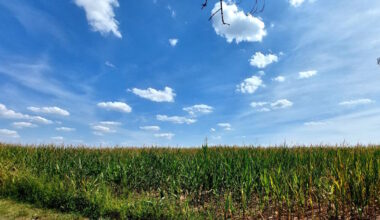 Nutzung von Wasserstoff und Biomasse · Leipziger Zeitung
