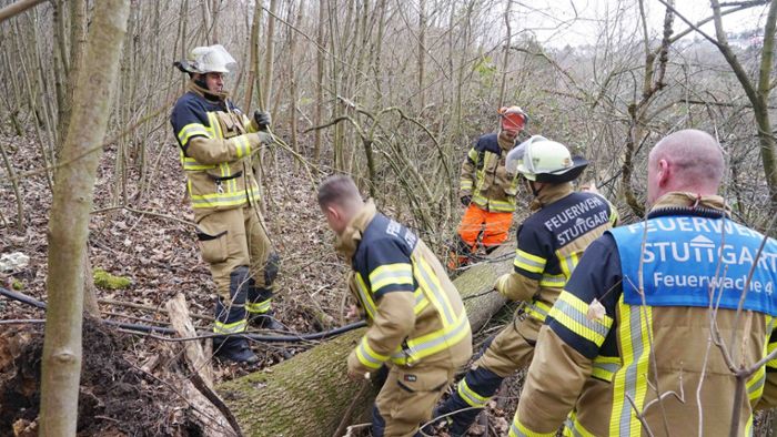 Stuttgart-Feuerbach: Von Sturmtief „Elli“ entwurzelt – Baum fällt auf Stromkabel
