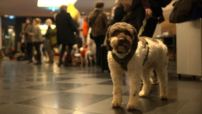 Flughafenhotels in Stuttgart: Hunderte Hunde-Halter verbringen Silvester mit ihren Lieblingen am Flughafen