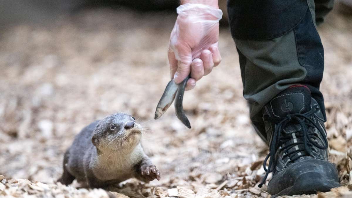 Streik im öffentlichen Dienst – auch Wilhelma betroffen