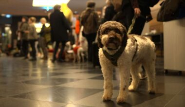Flughafenhotels in Stuttgart: Hunderte Hunde-Halter verbringen Silvester mit ihren Lieblingen am Flughafen