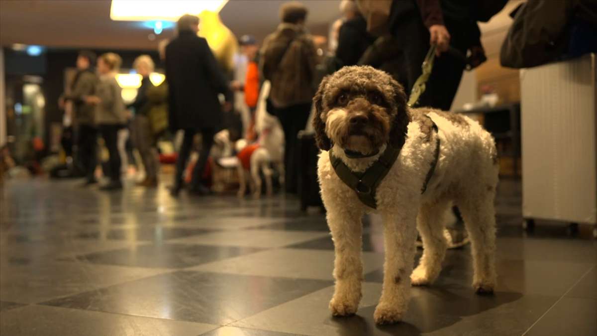 Flughafenhotels in Stuttgart: Hunderte Hunde-Halter verbringen Silvester mit ihren Lieblingen am Flughafen