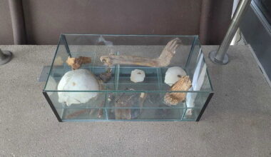 Rätselhafter Knochenfund - Staatsanwaltschaft nennt Ergebnis