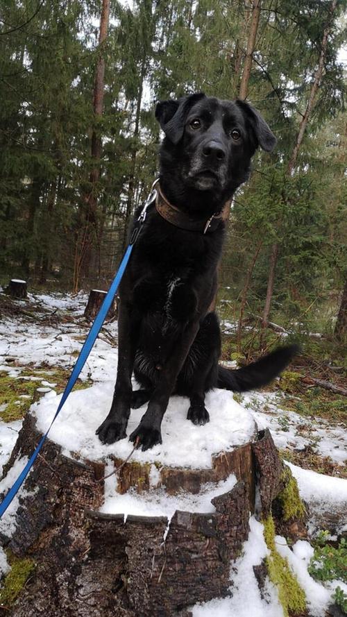 Seit über vier Jahren sitzt mit kurzen Unterbrechungen der gerade mal sechsjährige Mogli schon im Tierheim. "Leider ist in seinem Leben viel schiefgelaufen", wissen die Tierpfleger. "Schon die ersten Besitzer waren überfordert und haben ihm nicht das Gefühl von Sicherheit gegeben." Mogli braucht mit Menschen mit Hundeerfahrung, die die Führung übernehmen. Bei Fremden ist er anfangs misstrauisch. "Wenn er seinen Menschen jedoch kennt, ist er verspielt und verschmust", so das Tierheim. Der hübsche Vierbeiner mit dem schwarzen Fell und dem treuen Hundeblick kann bis zu vier Stunden alleine bleiben, andere Hunde findet Mogli meistens toll. Am besten wäre eine ruhige Umgebung mit einem geregelten Tagesablauf und wenig Trubel.