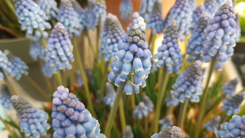 Hamburg: Anbau von Zierpflanzen 2025