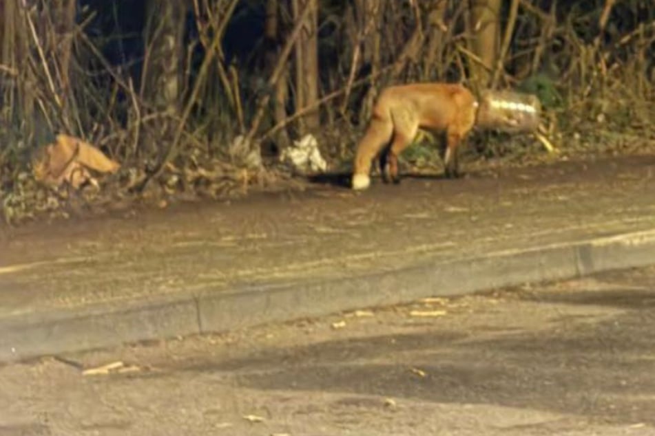 Der Fuchs steckt mit seinem Kopf in einem Plastikbehälter fest und irrt hilflos in Köln herum.