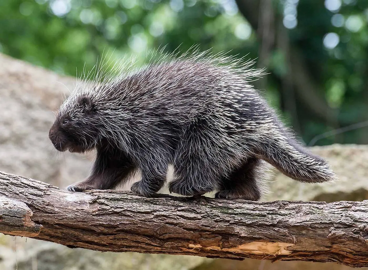Nordamerikanischer Baumstachler_Tierpark Berlin.jpg Nordamerikanischer Baumstachler_Tierpark Berlin.jpg