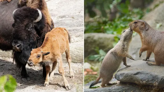 Eine Bildkombo zeigt ein Bisonkalb mit seiner Mutter und einen jungen Präriehund, der seine Mutter im Zoo beschnuppert.