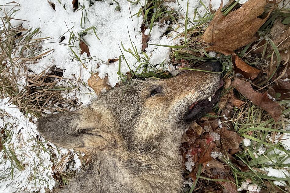 Bei dem Tier handelt es sich vermutlich um eine junge Wölfin.
