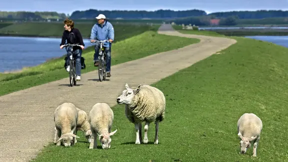 Radfahrer auf einem Nordsee-Deich mit Schafen.