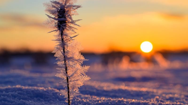 Raureif im Sonnenaufgang: Der DWD warnt vor Frost in ganz Deutschland. Das Wetter wird wieder winterlich. Raureif im Sonnenaufgang: Der DWD warnt vor Frost in ganz Deutschland. Das Wetter wird wieder winterlich.