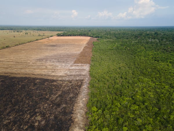 Das Luftbild zeigt eine verbrannte und abgeholzte Fläche im Amazonas-Gebiet. Erstmals seit vier Jahren sind im brasilianischen Amazonasgebiet innerhalb eines Jahres wieder weniger als 10 000 Quadratkilometer Waldfläche abgeholzt worden. Von August 2022 bis Juli 2023 ging Wald auf einer Fläche von rund 9000 Quadratkilometern verloren, wie das Nationale Institut für Weltraumforschung (Inpe) am Donnerstag (Ortszeit) mitteilte. (zu dpa: «Abholzung im Amazonasgebiet auf niedrigstem Stand seit sechs Jahren») +++ dpa-Bildfunk +++