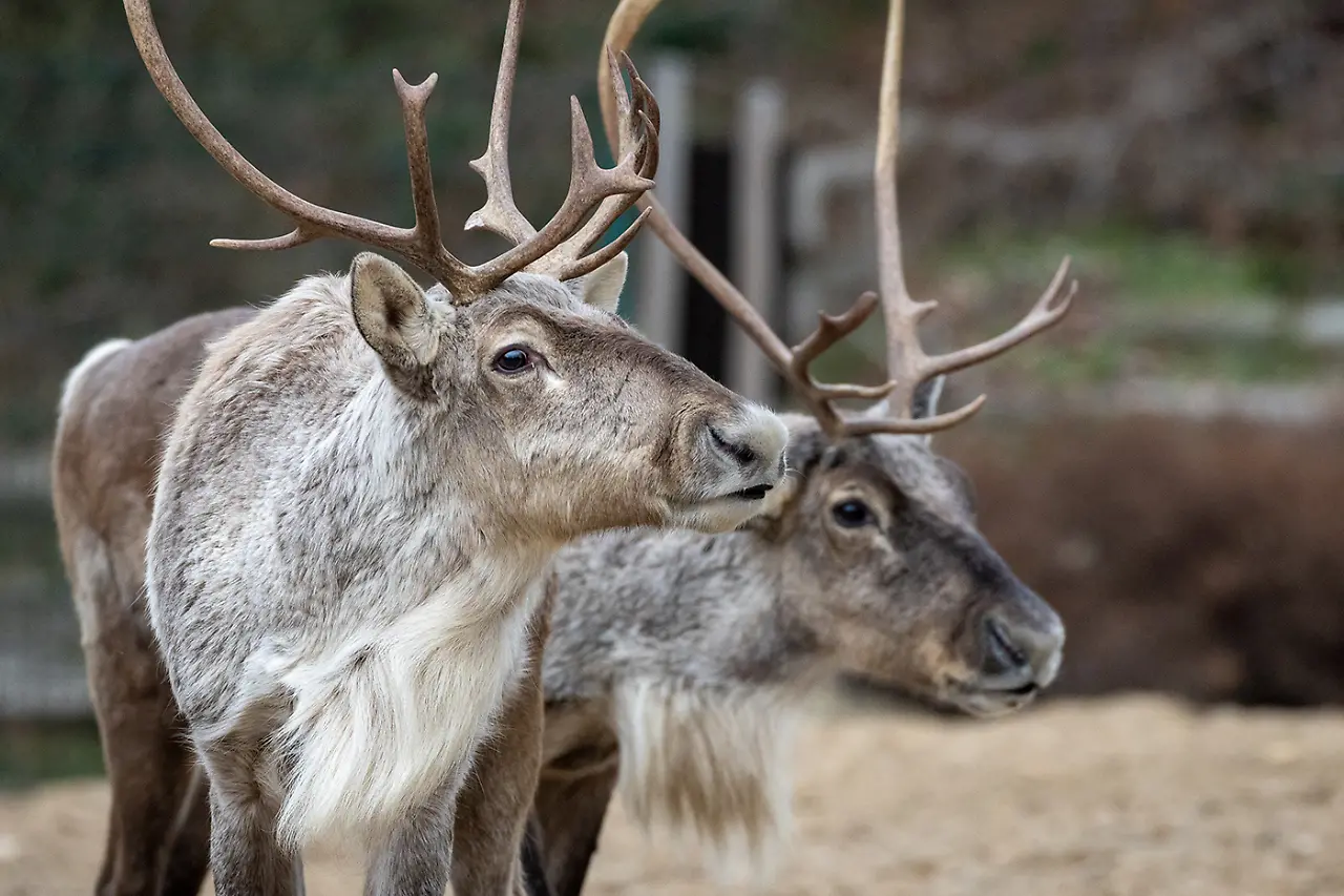 Rentier_Tierpark_Berlin.jpg Rentier_Tierpark_Berlin.jpg