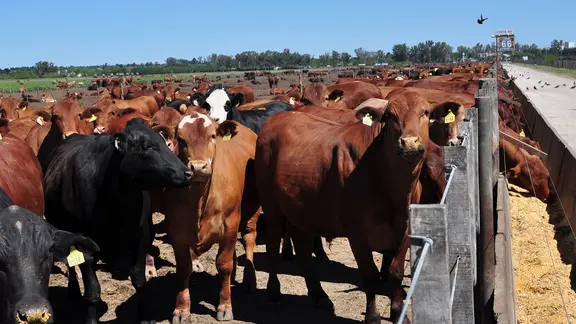 Rinder im Feedlot auf der Rinderfarm Carcarañá in Argentinien