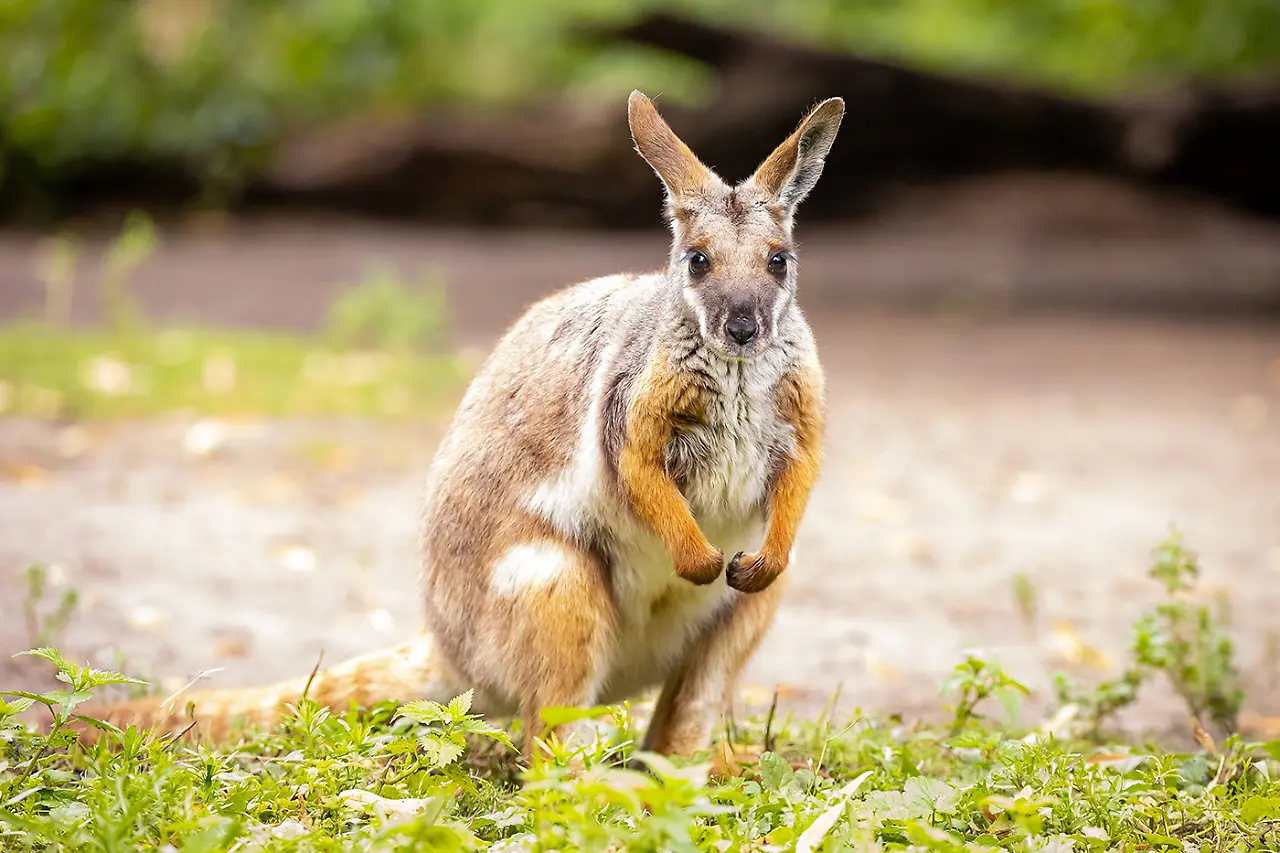 Ringelschwanz-Felsenkänguru_Tierpark Berlin.jpg Ringelschwanz-Felsenkänguru_Tierpark Berlin.jpg