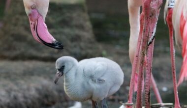 Vogelgrippe im Tierpark Chemnitz bestätigt