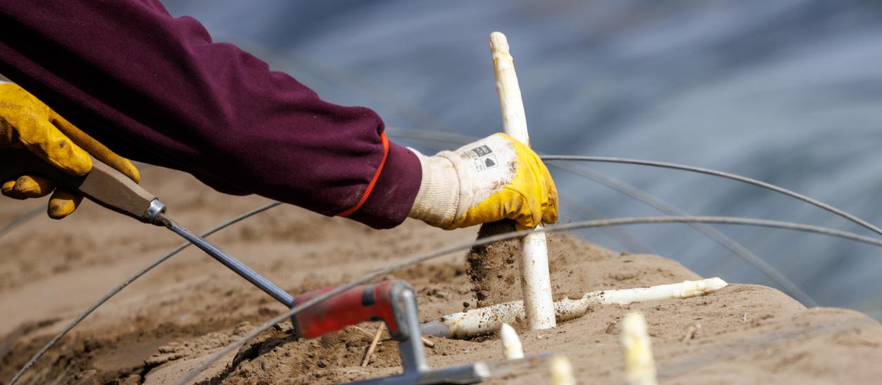 Ein Spargel wird aus einem Beet gezogen