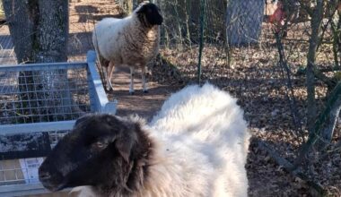 Darmstadt trotzt dem Hochzeits-Trend ➤ Hessen am Morgen: Die Nachrichten im Ticker - hessenschau.de