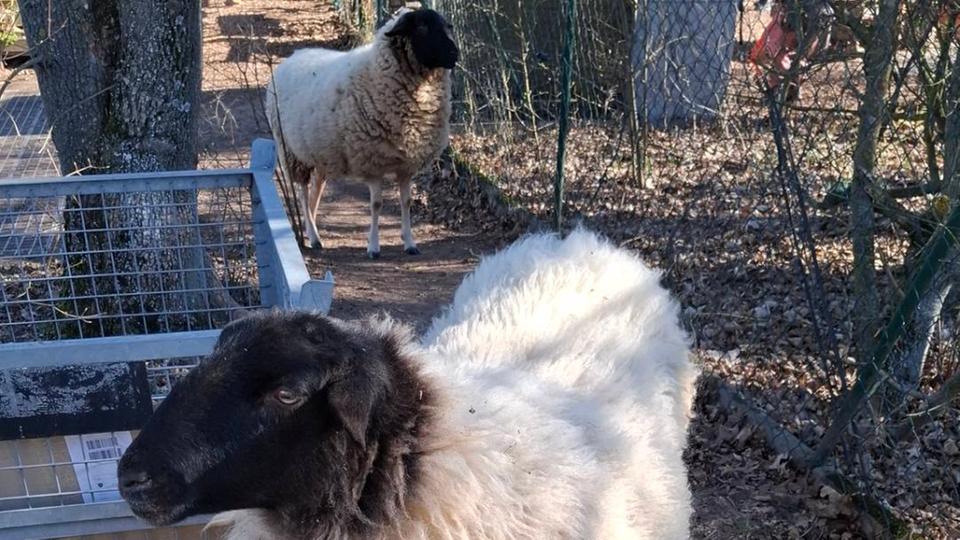 Darmstadt trotzt dem Hochzeits-Trend ➤ Hessen am Morgen: Die Nachrichten im Ticker - hessenschau.de