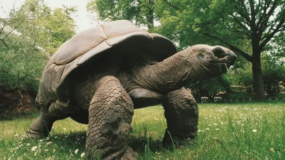 Eine Seychellen-Risenschildkröte
