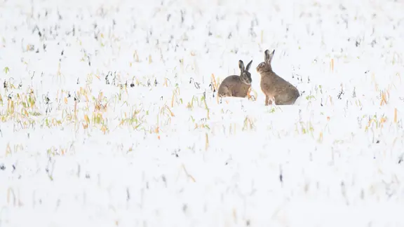 Uetze: Zwei Feldhasen sitzen bei Schnee auf einem Feld in der Region Hannover | dpa-Bildfunk, Julian Stratenschulte Uetze: Zwei Feldhasen sitzen bei Schnee auf einem Feld in der Region Hannover
