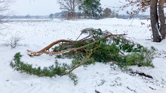 Ein großer abgebrochener Ast liegt im Schnee neben einem Waldweg in Kirchgellersen. | NDR, Kai Rake Ein großer abgebrochener Ast liegt im Schnee neben einem Waldweg in Kirchgellersen.