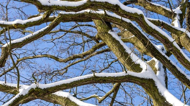Schnee auf einem Baum (Symbolbild): In Nürnberg ist eine Frau tödlich von einem Ast getroffen worden.