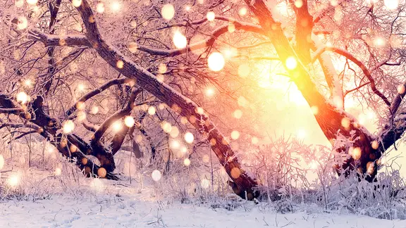 Verschneite Bäume, durch die Sonne scheint. | fotolia, alexugalek Verschneite Bäume, durch die Sonne scheint.