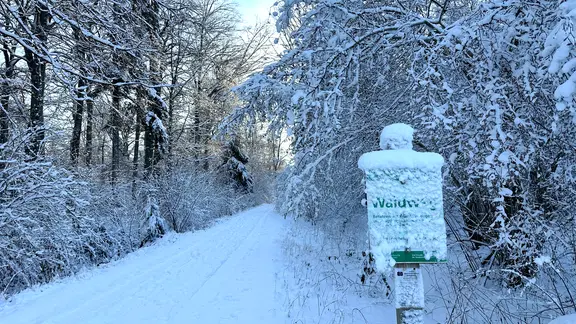 Schnee bedeckt Äste in einem Wald in Brietlingen. | NDR, Alicia Sprey Schnee bedeckt Äste in einem Wald in Brietlingen.