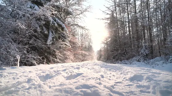 Verschneiter Waldweg