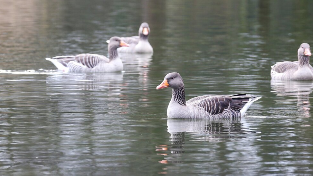 Verlängerte Aufstallungspflicht nach neuen Fällen