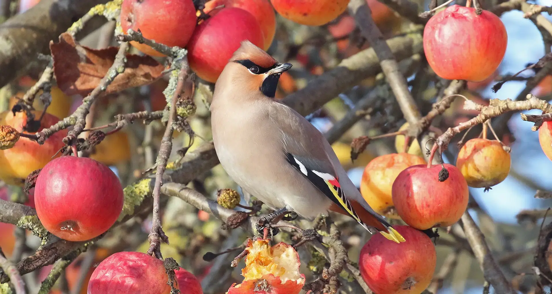 "Invasion" der Seidenschwänze: Seltene Wintergäste erobern Deutschland