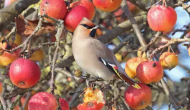 "Invasion" der Seidenschwänze: Seltene Wintergäste erobern Deutschland