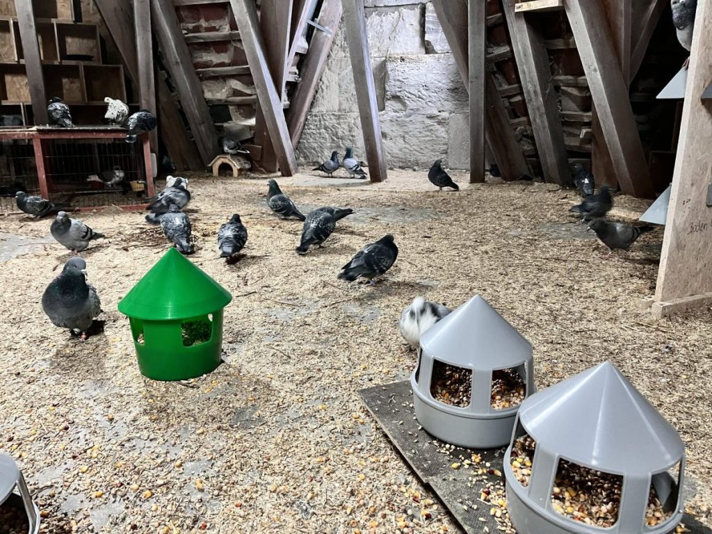 Taubenschlag im Dachboden der Martinikirche