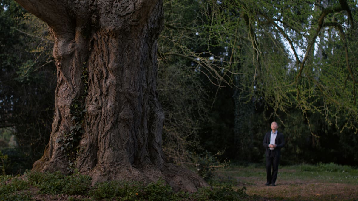 Kinowunder „Silent Friend“: Nach diesem Film, gehen Sie anders durch einen Wald