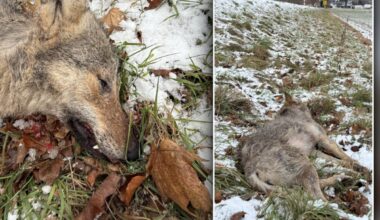 Jungtier in Sachsen totgefahren! Wollte eine Wölfin ein Rudel bei Chemnitz gründen?