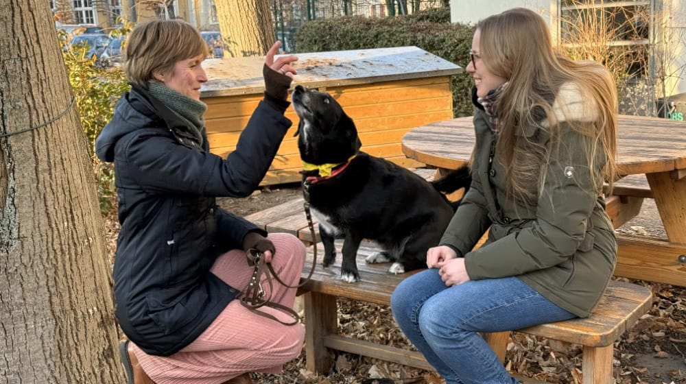 Hunde beruhigen Dresdner Studenten während der Prüfungszeit