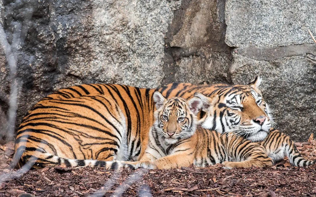 Sumatra-Tiger3_Tierpark Berlin.jpg Sumatra-Tiger3_Tierpark Berlin.jpg