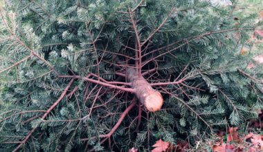 aha holt Weihnachtsbäume ab: Abfuhrtermine im Umland der Region Hannover stehen fest. Abholung an Abfuhrtagen des Biomülls. 