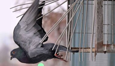 Tauben in der Stadt: Zwischen Verbot und Ehrenamt