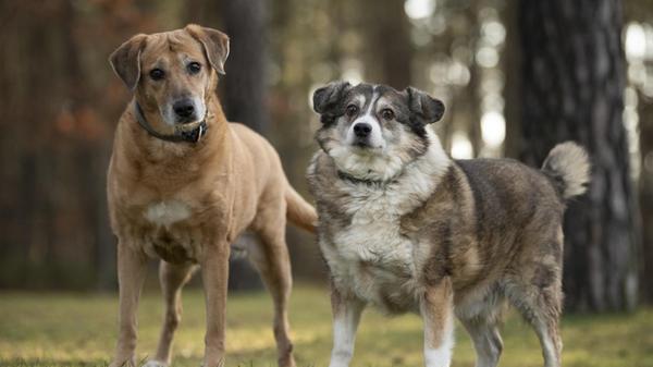 Benny und Sandy, beide elf Jahre alt, haben nur noch sich und hängen sehr aneinander. Bei den beiden Hundesenioren hat das Schicksal hart zugeschlagen. Das geliebte Frauchen ist gestorben, die Erben wollten die Vierbeiner nicht. Und so landeten sie schließlich im Tierheim, sie hocken seit Ende November 2025 dort. Benny und Sandy mögen Artgenossen, auf Katzen im neuen Zuhause legen sie keinen Wert. Sie sind sehr menschenbezogen und haben auch mit Kindern kein Problem. Diese sollten allerdings wissen, wann ältere Tiere ihre Ruhe brauchen. Die Mischlinge haben gelernt, mal alleine zu bleiben. Benny benötigt altersbedingt Herzmedikamente. Die Tierpfleger informieren gerne. Wer schenkt dem lieben Seniorenpaar einen schönen Lebensabend?
