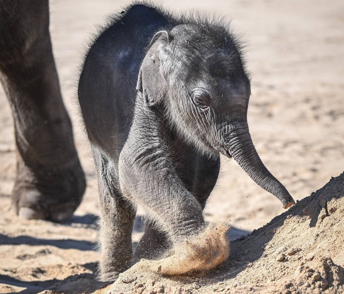 Der Kölner Zoo trauert: Elefant wurde tot geboren