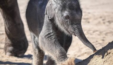 Der Kölner Zoo trauert: Elefant wurde tot geboren