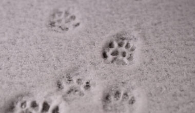 Pfotenspuren im Schnee.