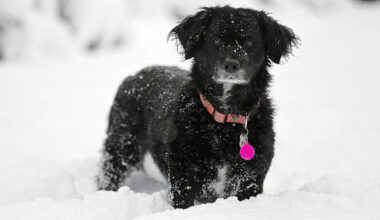 Ein kleiner Hund im Schnee.