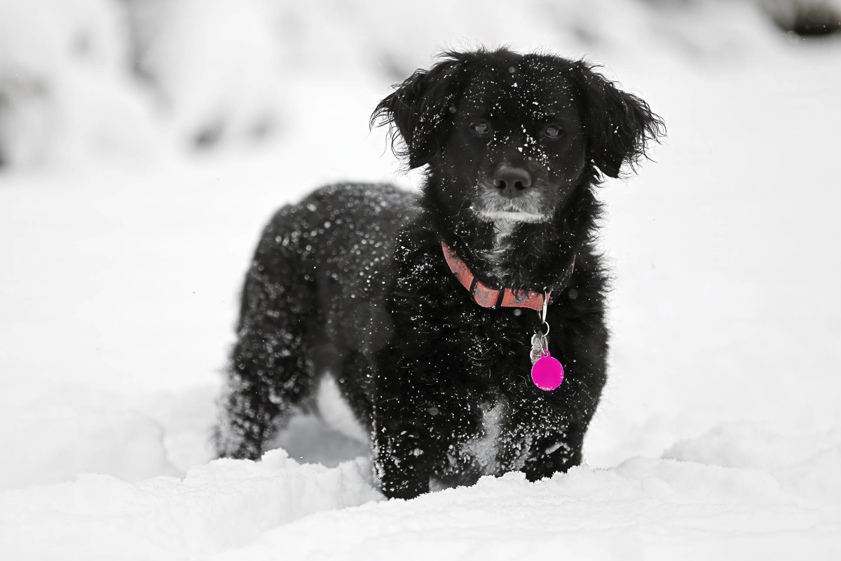 Ein kleiner Hund im Schnee.