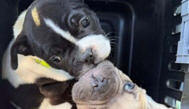 Polizei rettet 12 Hundewelpen aus dunklem Keller in Berlin-Köpenick